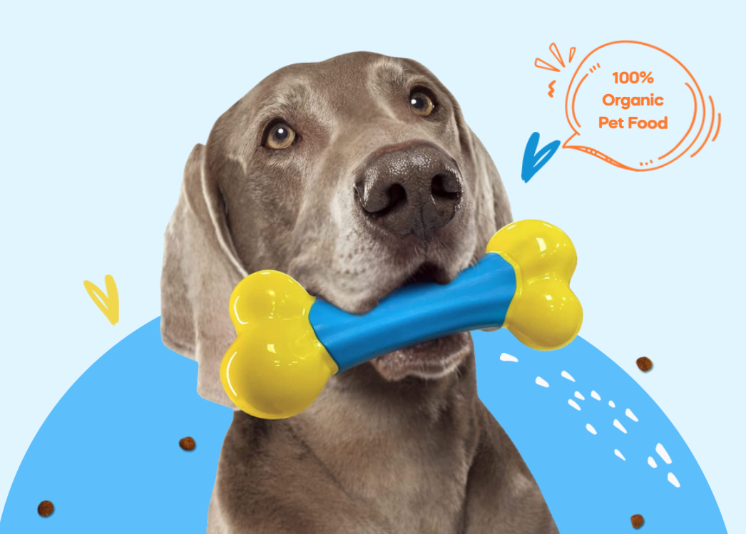 Dog with toys